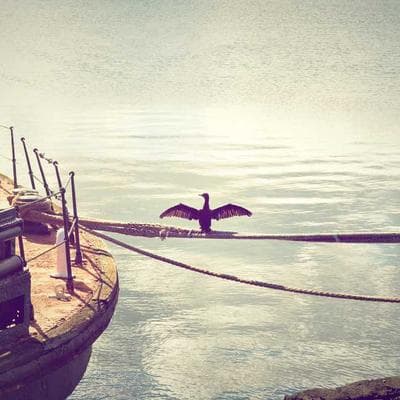 Стрічка крапельного поливу Emitter 10см (100м)